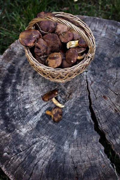 Korb mit Pilzen im Wald — Stockfoto