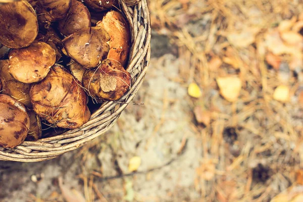 Mand met champignons in het bos — Stockfoto