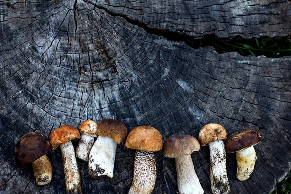 Bílé lesní houby leží na pařezu. — Stock fotografie