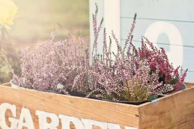 Bahçe bahçesinde, verandada sonbahar durgun. Heather, ayçiçekleri, balkabakları, tahta kutulardaki dikenler, sonbahar natürmortları. Çiçekçide balkabağı ve çiçeklerle sonbahar süslemesi