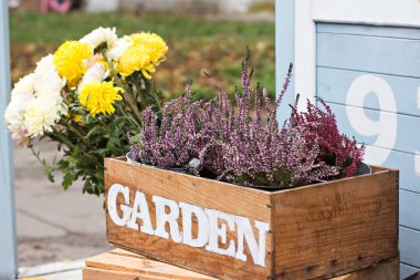Bahçe bahçesinde, verandada sonbahar durgun. Heather, ayçiçekleri, balkabakları, tahta kutulardaki dikenler, sonbahar natürmortları. Çiçekçide balkabağı ve çiçeklerle sonbahar süslemesi