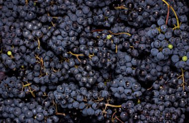 Koyu üzümler, şarap yapmak için üzümler, üzümlü koyu bir arka plan..