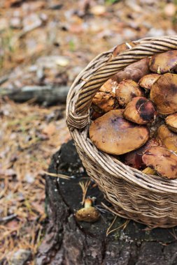Ormanda yabani mantarlı sepet