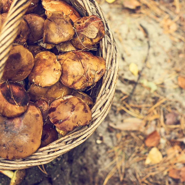 Cesta Con Setas Silvestres Bosque —  Fotos de Stock