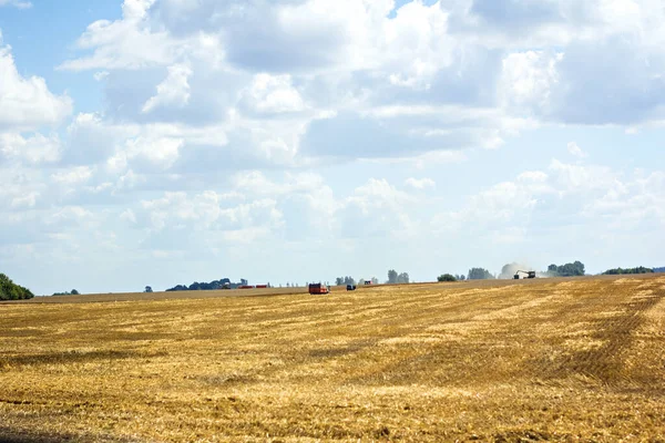 A field with mown wheat and sheaves and a blue sky with clouds. Harvesting. August. Harvest concept