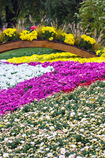 Large flower bed with chrysanthemums, autumn flowers. Large potted chrysanthemums form a beautiful bright carpet of fall colors. Chrysanthemums, a hardy perennial which flowers in autumn.