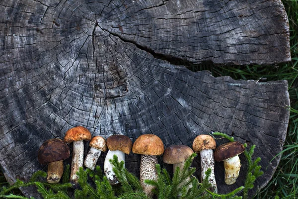 Weiße Waldpilze Liegen Auf Einem Baumstumpf Herbststilleben — Stockfoto
