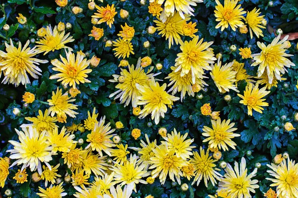 Gelbe Chrysanthemen Herbstblumen Schöne Gelbe Chrysanthemenblüten Bilden Einen Hintergrund — Stockfoto