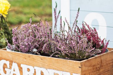 Bahçe bahçesinde, verandada sonbahar durgun. Heather, ayçiçekleri, balkabakları, tahta kutulardaki dikenler, sonbahar natürmortları. Çiçekçide balkabağı ve çiçeklerle sonbahar süslemesi