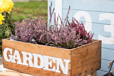 Bahçe bahçesinde, verandada sonbahar durgun. Heather, ayçiçekleri, balkabakları, tahta kutulardaki çiviler, sonbahar natürmortları