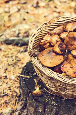 Ormanda mantarlı sepet