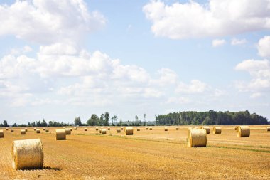 Buğday ve desenli bir tarla ve bulutlu mavi bir gökyüzü. Hasat. Ağustos. Hasat konsepti