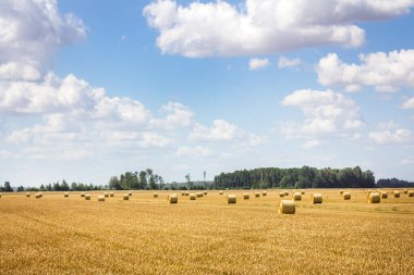 Buğday ve desenli bir tarla ve bulutlu mavi bir gökyüzü. Hasat. Ağustos. Hasat konsepti