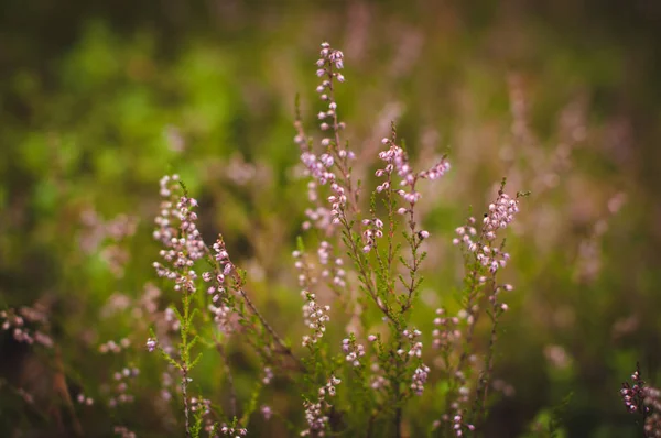 Pembe çiçekler kapanıyor