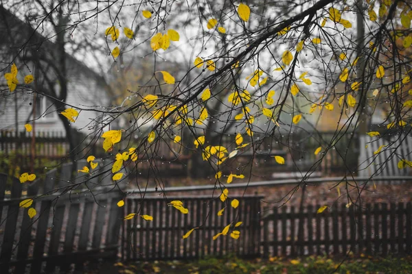 Herbstgelbe Blätter und Zweige mit Wassertropfen. — Stockfoto