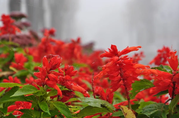 Flores vermelhas com folhas verdes em uma teia no fundo da cidade em uma névoa. Outono . — Fotografia de Stock