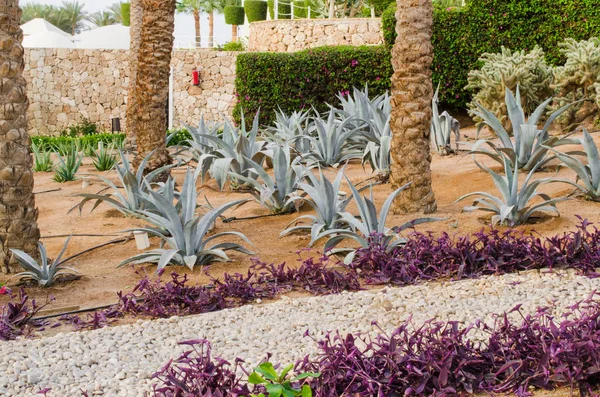 Välpreparerade parkområde med palmer och kaktusar. — Stockfoto