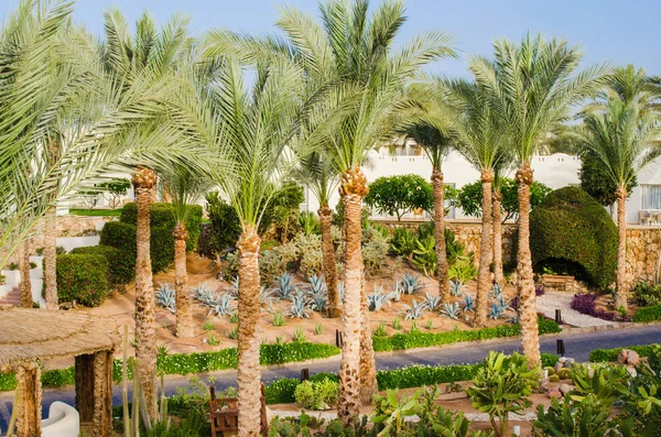 Şarm El-Şeyh ' t e beş yıldızlı otel bakımlı Park toprakları.