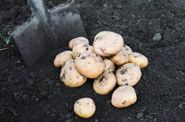 Topraktan taze alınan ekolojik patates hasat.