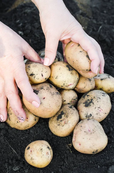 Colheita de batatas ecológicas nas mãos do agricultor . — Fotografia de Stock