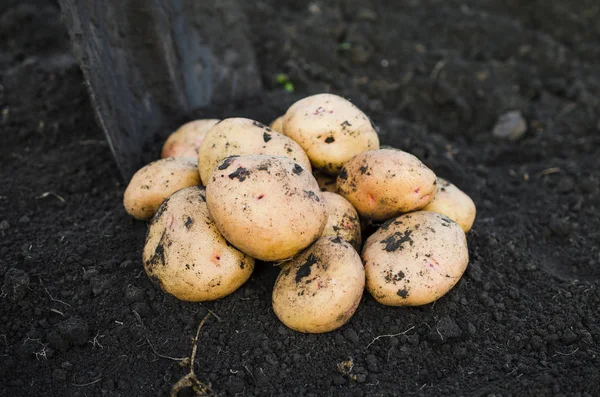 Topraktan taze alınan ekolojik patates hasat.