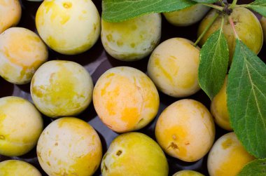 Bir kasede ekolojik olarak yetiştirilen Sarı Erik. Olgun tatlı Erik bir yığını yakın.