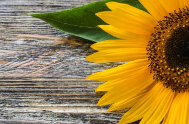 Vintage ahşap masa üzerinde Blooming Ayçiçeği yakın çekim. Güzel çiçek arka plan