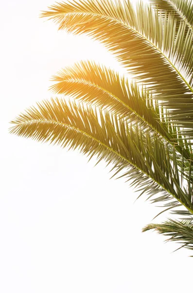 Słońce nad zielonymi liśćmi palmy. Kontekst tropikalny. — Zdjęcie stockowe