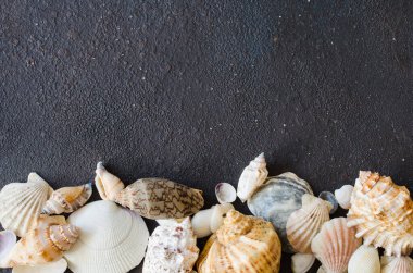 Koyu beton arka planda farklı deniz kabukları. Yaz dönemi. Yaz tatili kavramı.