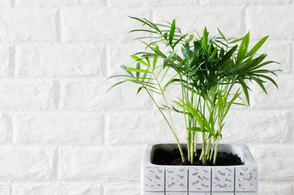 Potplant Chamaedorea elegans bij witte bakstenen muur. — Stockfoto