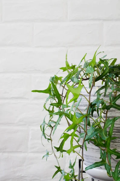 Кімнатні рослини плющ біля білої цегляної стіни . — стокове фото
