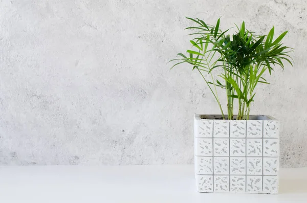 Saksı bitkisi Chamaedorea elegans gri beton duvarın yanında.
