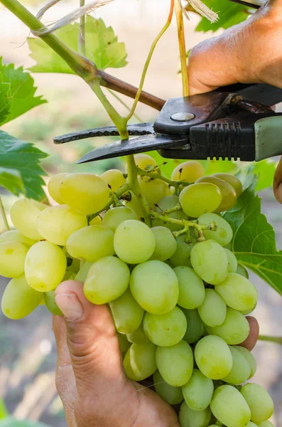 Raccolta della vite. Gli agricoltori le mani tagliano il grappolo succoso maturo di chicchi d'uva. Uva naturale, biologica, biologica, ecologica. — Foto Stock