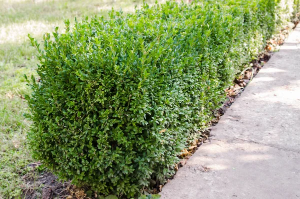 Proaspăt în creștere tufișuri de buxus verde. Buxus sempervirens . — Fotografie, imagine de stoc