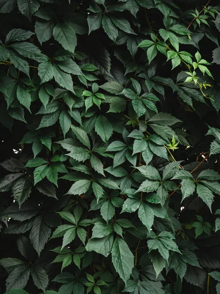 Doğal arka plan koyu yeşil yaprakları. Düz.
