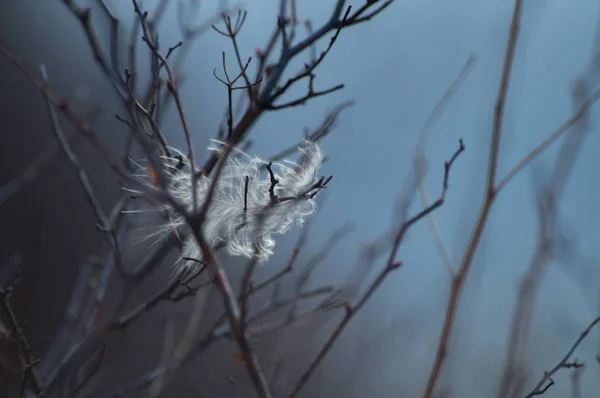 Gros plan artistique : Une petite plume blanche coincée dans les branches d'un arbre et ballotte dans le vent. Fond bleu foncé froid. Métaphore de la solitude et du froid . — Photo