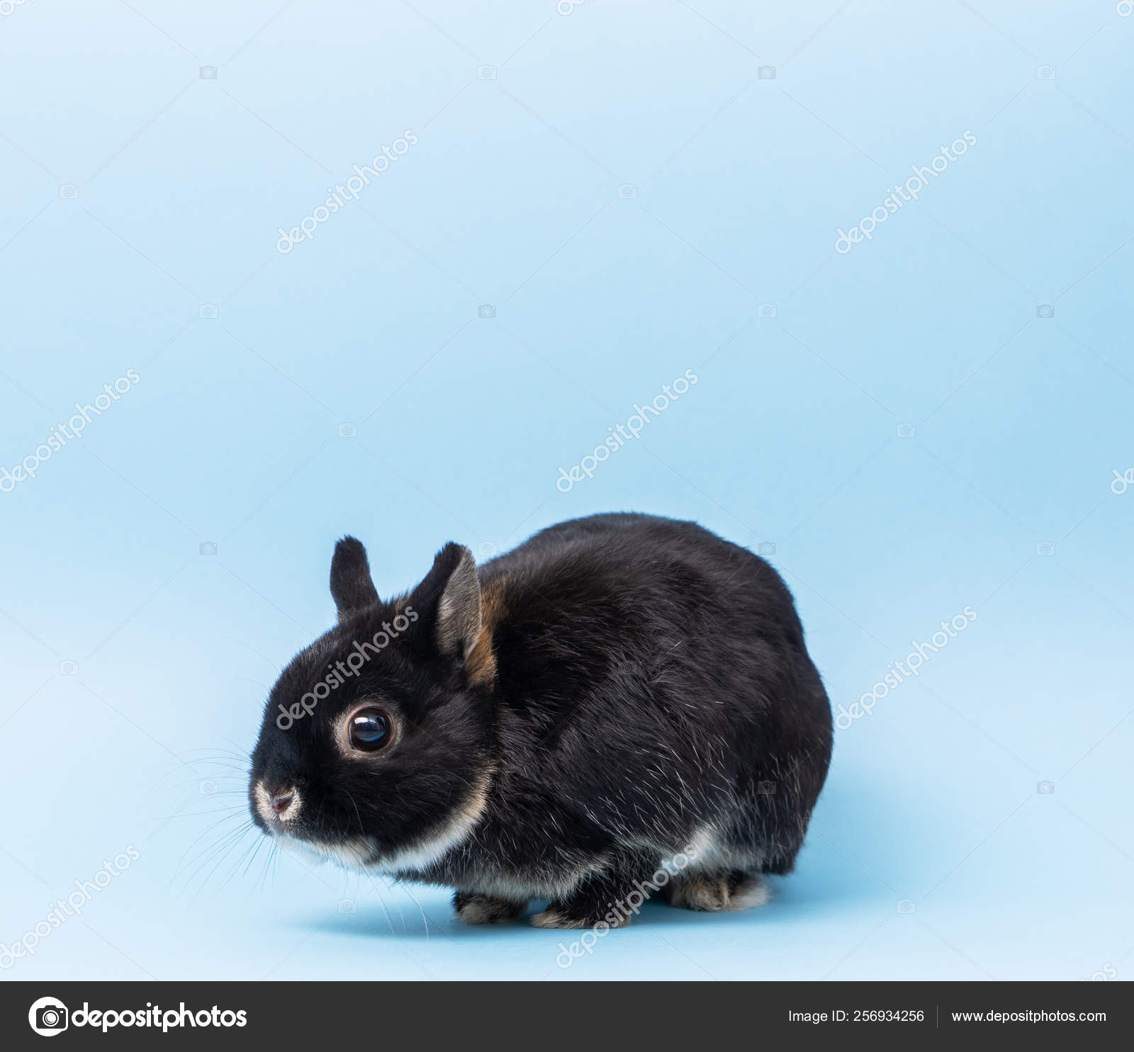 Black Otter Bunny Dutch Black Otter Color Rabbit On A Blue Background Stock Photo C Duh84 256934256