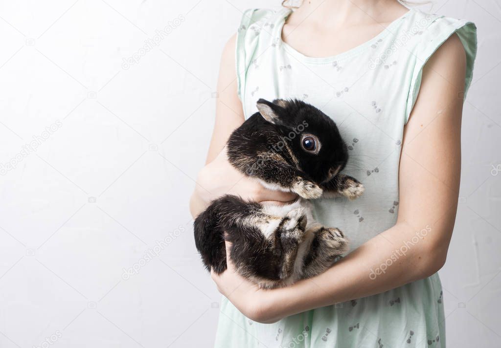 The girl is holding a dwarf Dutch rabbit of black color with burns.