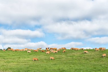 İnekler Underberg ve Bahçe kale arasındaki P317 yolda, bir çiftlik yatay