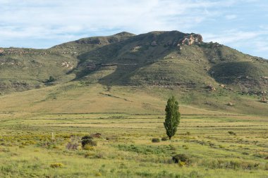 İlk tren ters Melk (süt) tren istasyonunun yakınındaki Bayan Grey içinde Güney Afrika'nın Eastern Cape Province