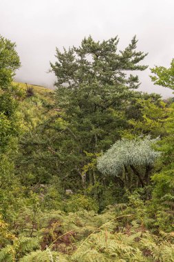 A Yellowwood tree, a Mountain Kiepersol trees and tree ferns in the Kwazulu-Natal Drakensberg clipart