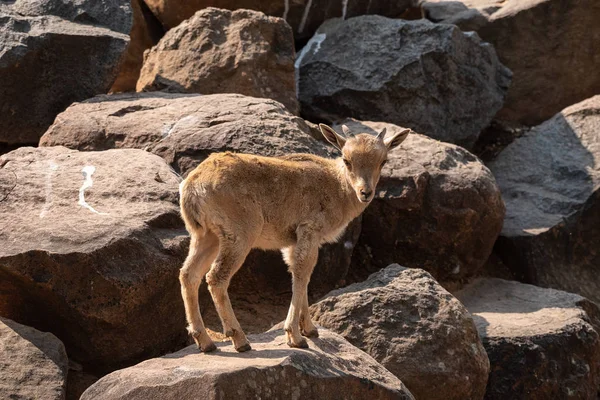 Barbary Sheep Kid Ammotragus Lervia Species Goat Antelope Native Rocky — Stock Photo, Image