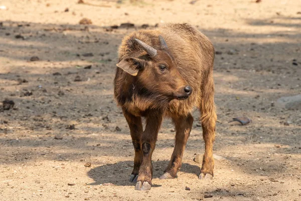 Bir cape buffalo buzağı, Syncerus caffer caffer, yan arıyorum