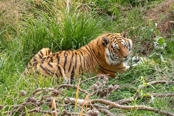 Ein Tiger Panthera Tigris Die Größte Katzenart — Stockfoto