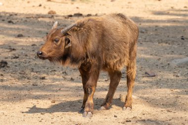Bir cape buffalo buzağı, Syncerus caffer caffer yan görünüm