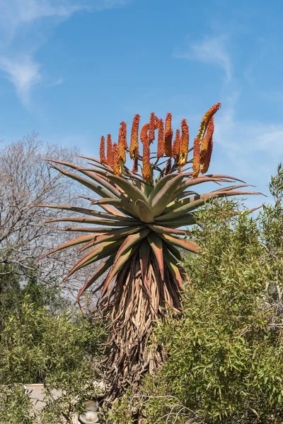 Aloe Kwitnienia Pomnik Voortrekker Wzgórzu Pomnik Pretoria — Zdjęcie stockowe