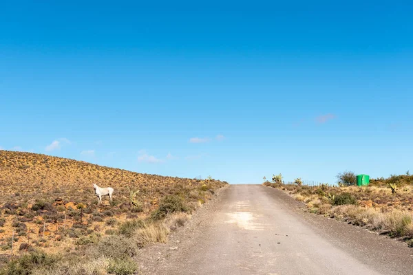 Paisaje Agrícola Carretera R356 Entre Loxton Fraserburg Provincia Del Cabo — Foto de Stock