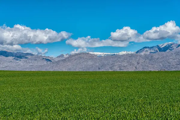 Ein Maisfeld Neben Der Bundesstraße Der Nähe Von Ceres Der — Stockfoto