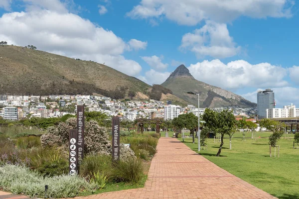 南非开普敦 2018年8月17日 西开普省开普敦绿点公园的人行道 建筑物 信号山和狮子头在后面都能看到 — 图库照片