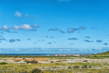 Postberg yakınındaki Langebaan Atlantik Okyanusu kıyısında, Batı Cape Province, West Coast National Park, Güney Afrika, 20 Ağustos 2018: kır çiçekleri. Chalets ve Vondeling Adası görülebilir